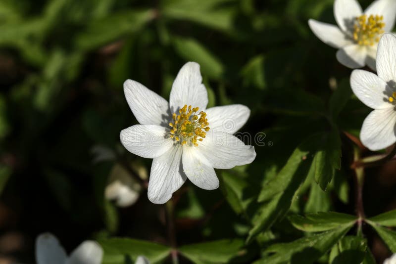 海葵属(Ranunculaceae)海葵属(Anemone nemorosa)早春开花植物 库存照片 海葵属(Ranunculaceae)海葵属(Anemone nemorosa)早春开花植物 库存照片