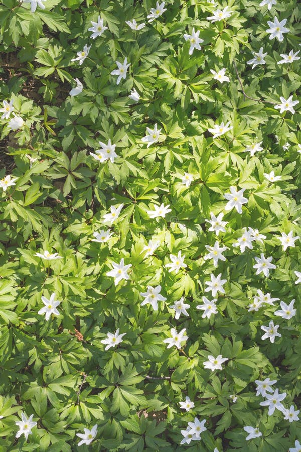 海葵是一种早春开花植物 免版税库存图片 海葵是一种早春开花植物 免版税库存图片