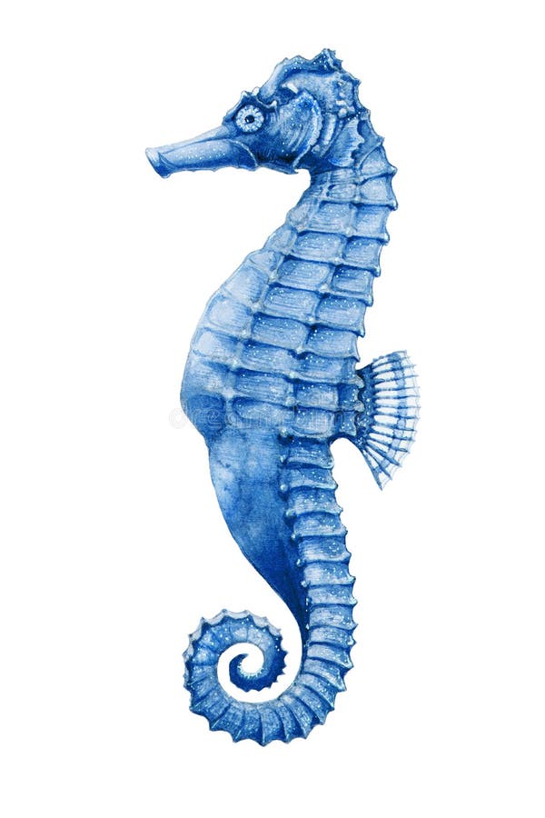海马亮水彩插图 手绘热带小海马鱼 — 水族彩色生物,在白鲸上分离 库存例证 海马亮水彩插图 手绘热带小海马鱼 — 水族彩色生物,在白鲸上分离 库存例证
