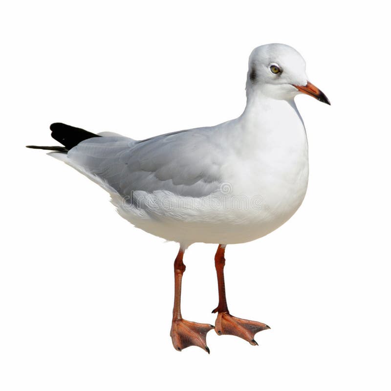 海鸥 免版税图库摄影