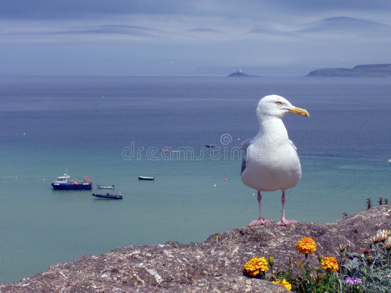 一只海鸥栖息在康沃尔郡圣艾夫斯港口的一面墙上，背景是海上的船只。典型的海滨夏季景象。 库存照片