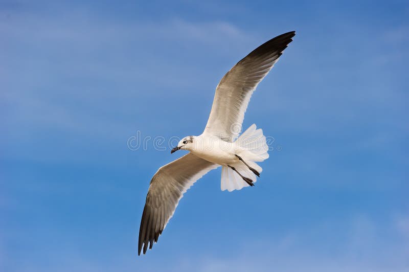 海鸥太平洋海岸海鸟白色飞翔翼近身升空 库存图片