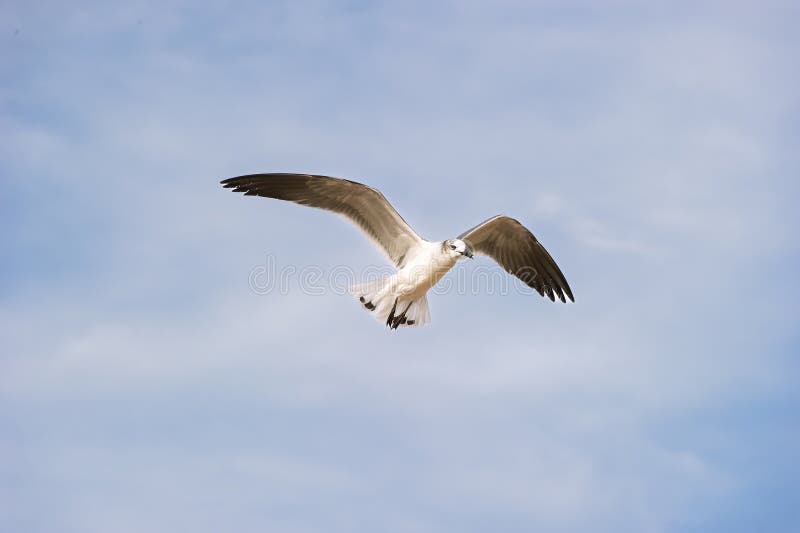 海鸥 太平洋海岸 海鸟 白色 飞行 展开翅膀 翱翔 特写 库存图片