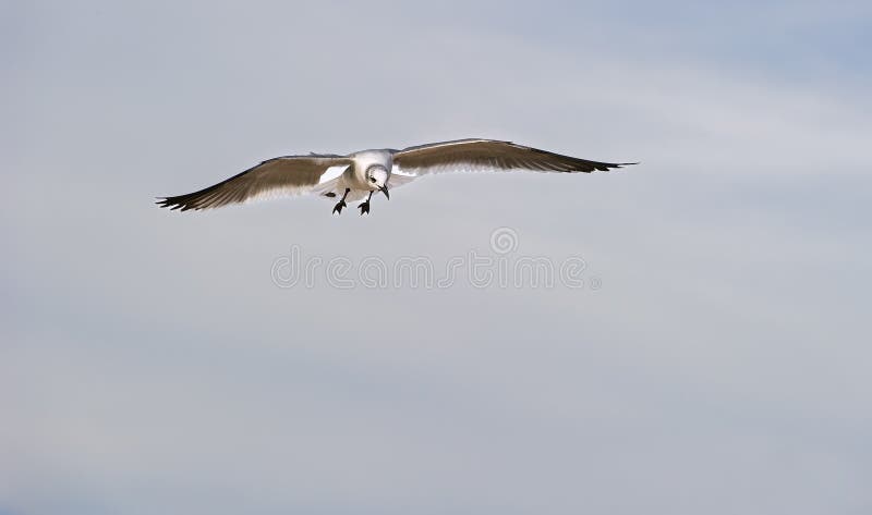 海鸥 太平洋海岸 海鸟 白色 飞行 展开翅膀 翱翔 特写 免版税库存照片