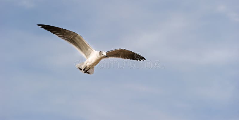 海鸥 太平洋海岸 海鸟 白色 飞行 展开翅膀 翱翔 特写 免版税库存照片