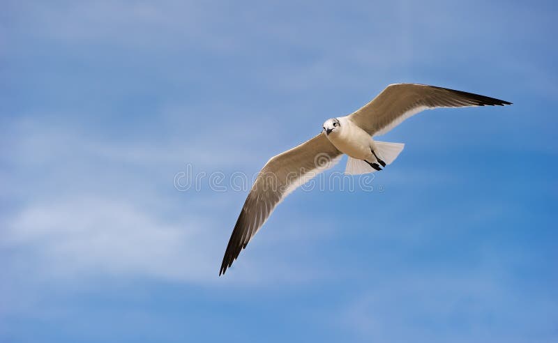 海鸥太平洋海岸海鸟白色飞翼近身升空 图库摄影