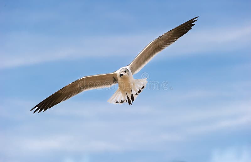 海鸥 太平洋海岸 海滩 海鸟 白色 飞行 展开翅膀 自由 翱翔 鼓舞人心 励志 特写 免版税图库摄影