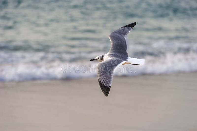海鸥太平洋海滩白翼展翅自由飞翔鼓舞人心特写 免版税库存照片