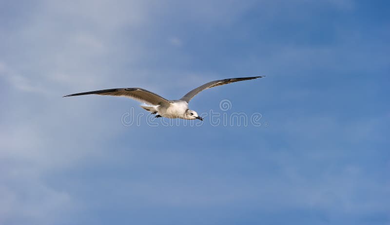 海鸥 太平洋沿岸 海洋 海滩 海鸟 白色 飞翔 展开翅膀 自由 翱翔 鼓舞人心 激励人心的 特写 库存图片