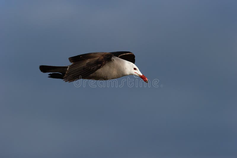 海鸥特写飞翔 免版税库存图片
