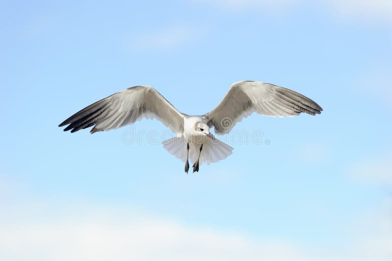 海鸥飞行 图库摄影