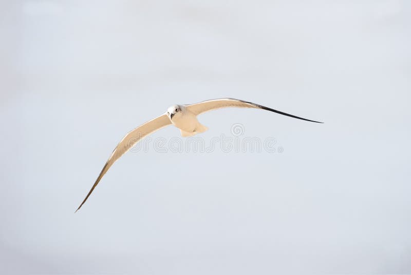 海鸥飞行 图库摄影