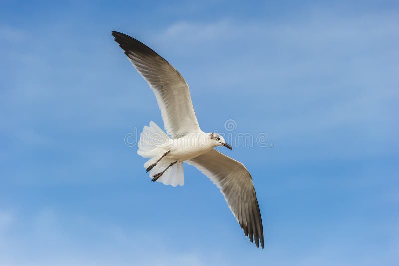 海鸥鸟，飞蓝天 免版税图库摄影