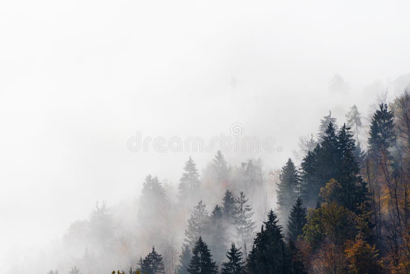 Coniferous and deciduous treetops emerging from morning fog in autumn. Coniferous and deciduous treetops emerging from morning fog in autumn