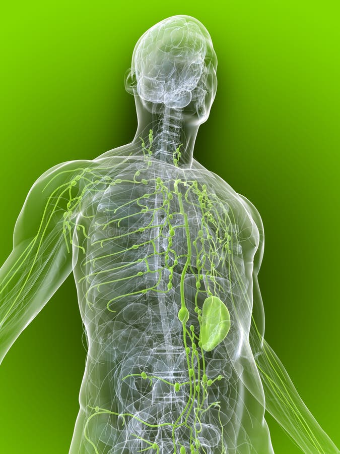 3d rendered illustration of a transparent body with healthy lymphatic system. 3d rendered illustration of a transparent body with healthy lymphatic system