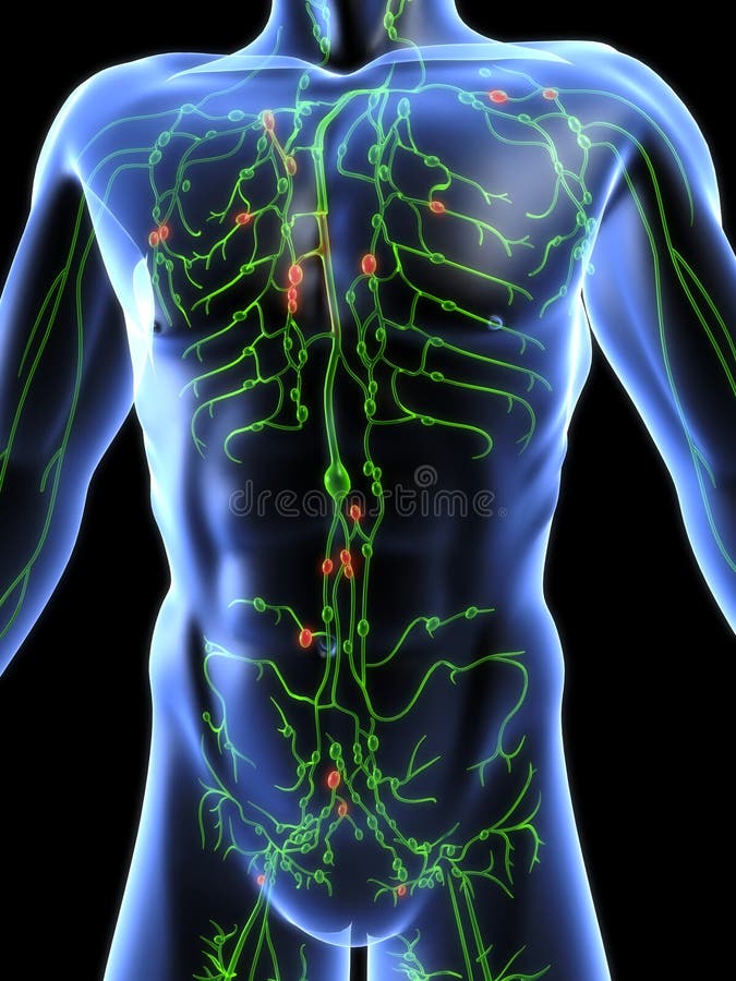 Human anatomy illustration of the lymphatic system. Human anatomy illustration of the lymphatic system