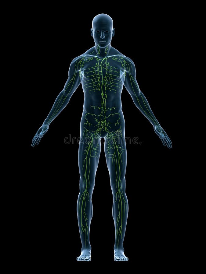 3d rendered anatomy illustration of athe human lymphatic system. 3d rendered anatomy illustration of athe human lymphatic system