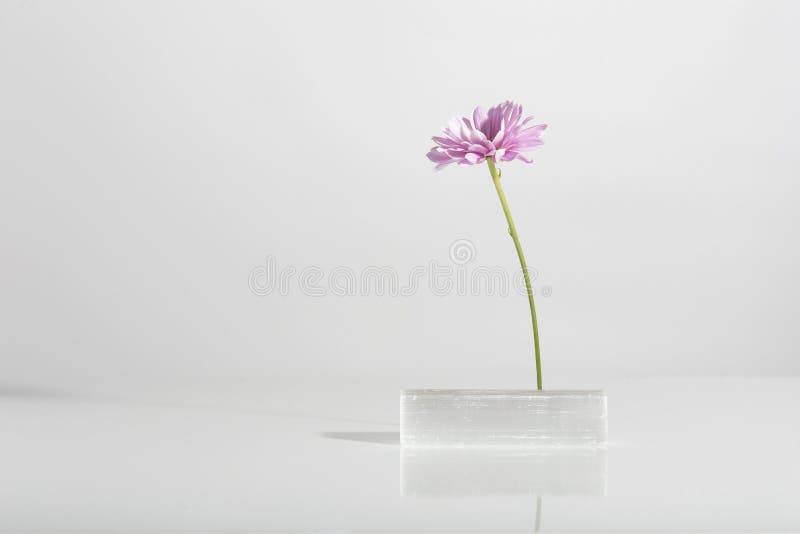 淡淡的白色背景中的植物花和阴影 免版税图库摄影