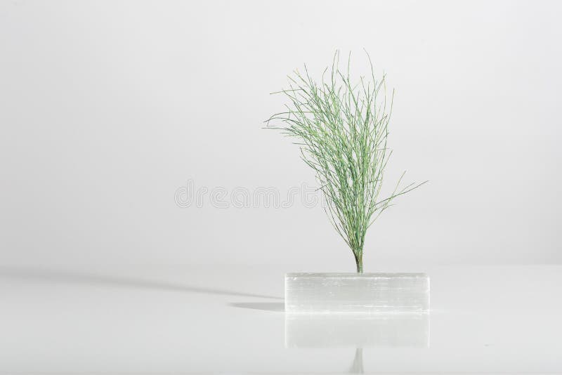 淡淡的白色背景中的植物花和阴影 库存照片