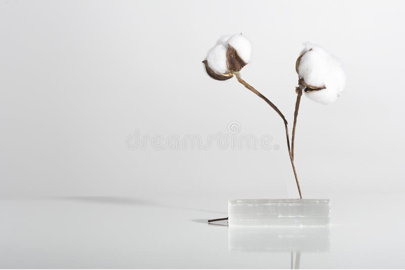 淡淡的白色背景中的植物花和阴影 图库摄影