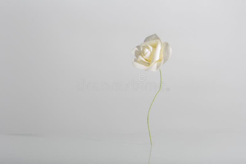 淡淡的白色背景中的植物花和阴影 库存图片
