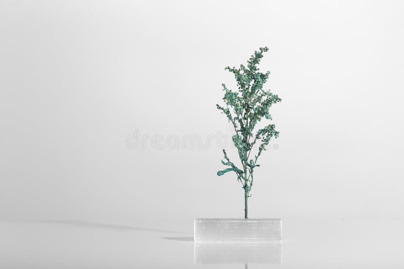 淡淡的白色背景中的植物花和阴影 免版税库存照片
