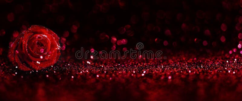 淡黄色玫瑰和波克纹的日背景. 幸福情人节贺卡. 专用花卉 免版税库存照片