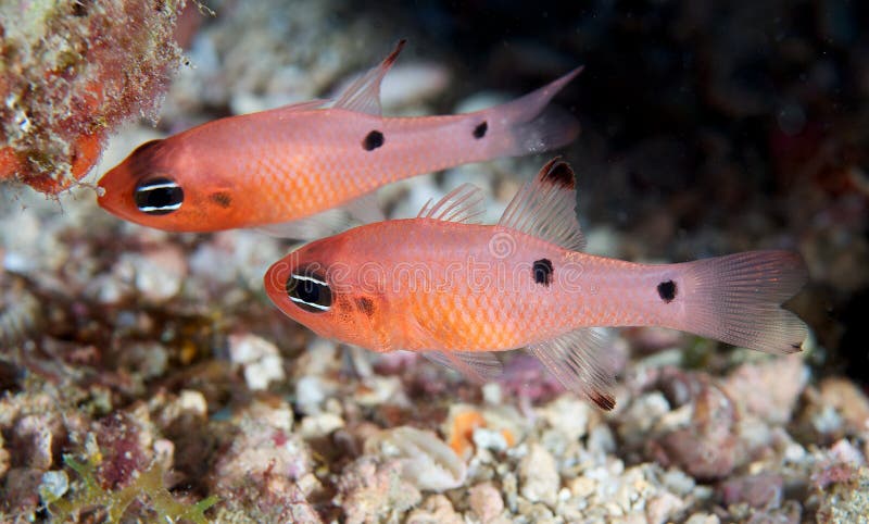 A Pair of Two Spot Cardinalfish hovering in sheltered area of reef. A Pair of Two Spot Cardinalfish hovering in sheltered area of reef.