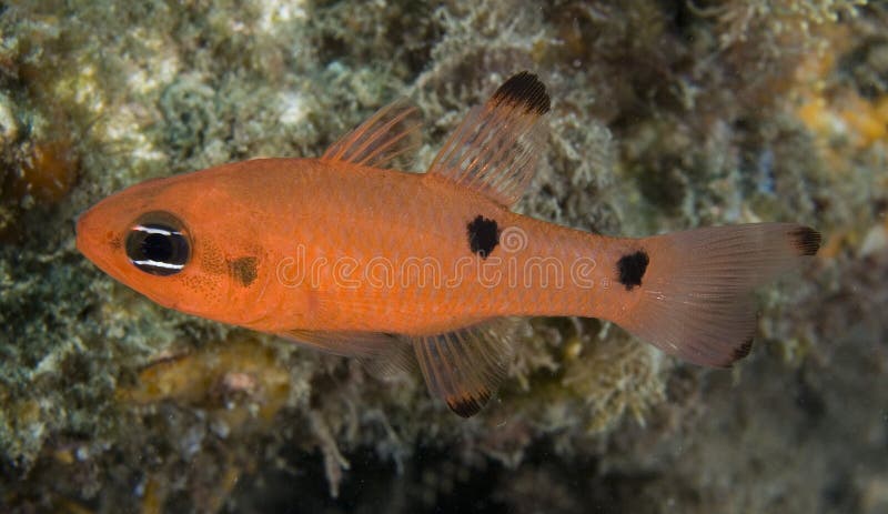 Two Spot Cardinalfish-Apogon psuedomacalatus, picture taken in southeast Florida. Two Spot Cardinalfish-Apogon psuedomacalatus, picture taken in southeast Florida