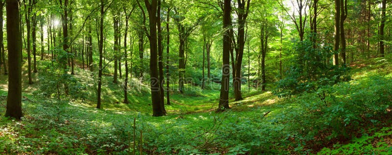 Panorama of a beautiful green forest in summer. Panorama of a beautiful green forest in summer.