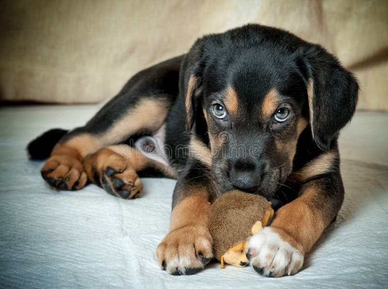 Mixed rotweiler puppy chewing toy. Mixed rotweiler puppy chewing toy