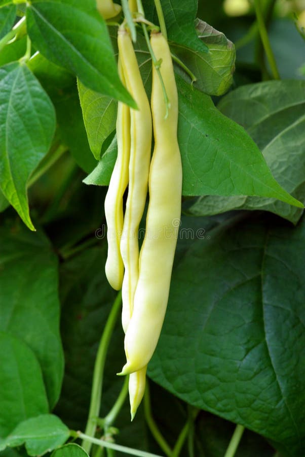 Broad bean ripening in a greenhouse. Broad bean ripening in a greenhouse