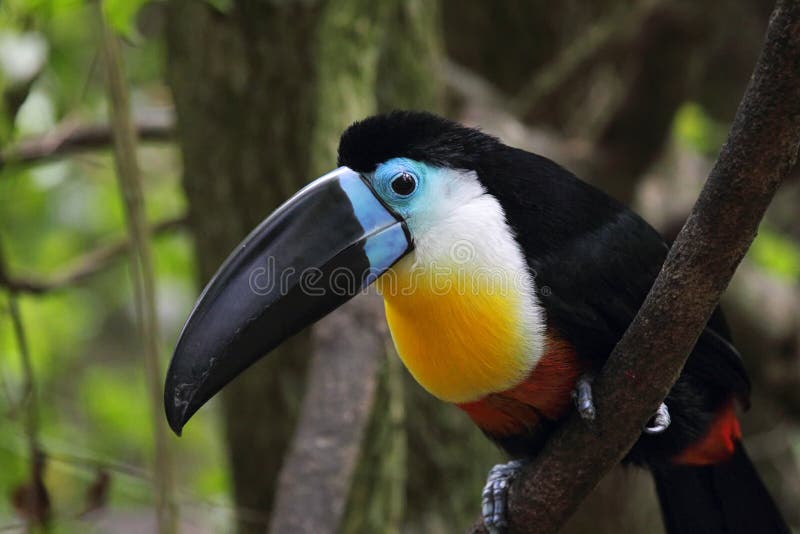 渠道开帐单的Toucan (Ramphastos vitellinus) 库存图片