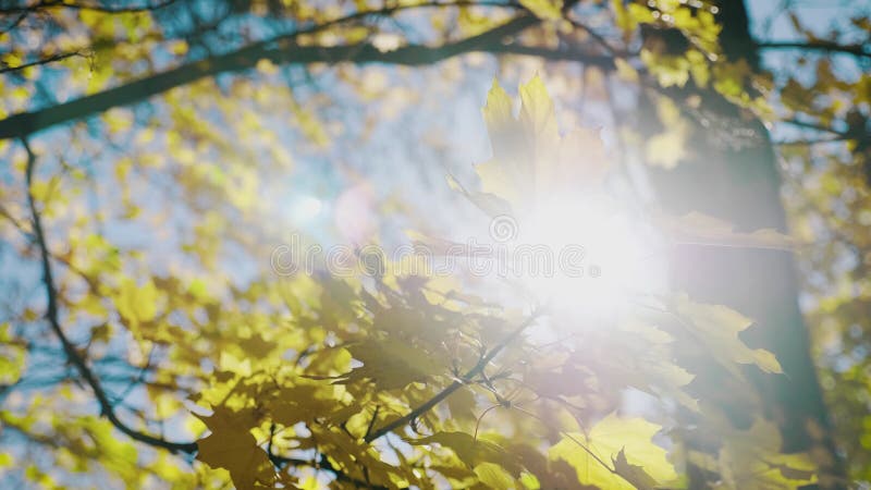 温暖的阳光照亮枫叶 美丽的秋日风景，黄树，阳光 五颜六色的叶子