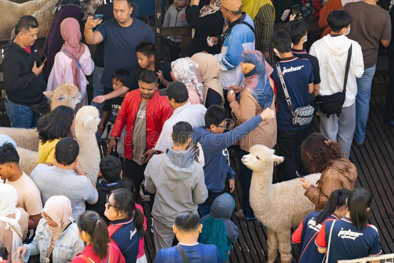 Pahang, Malaysia - Septemer 30,2023 : Scenic view of the tourists taking photos and feeding the sheep and alpaca at "The Sheep Sanctuary Cameron Highlands. Pahang, Malaysia - Septemer 30,2023 : Scenic view of the tourists taking photos and feeding the sheep and alpaca at "The Sheep Sanctuary Cameron Highlands