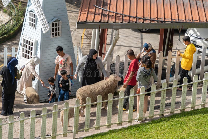 Pahang, Malaysia - October 9,2023 : Scenic view of the tourists taking photos and feeding the sheeps at "The Sheep Sanctuary Cameron Highlands. Pahang, Malaysia - October 9,2023 : Scenic view of the tourists taking photos and feeding the sheeps at "The Sheep Sanctuary Cameron Highlands