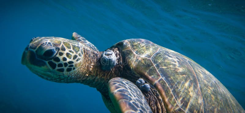 Close up of turtle underwater panoramic. Close up of turtle underwater panoramic