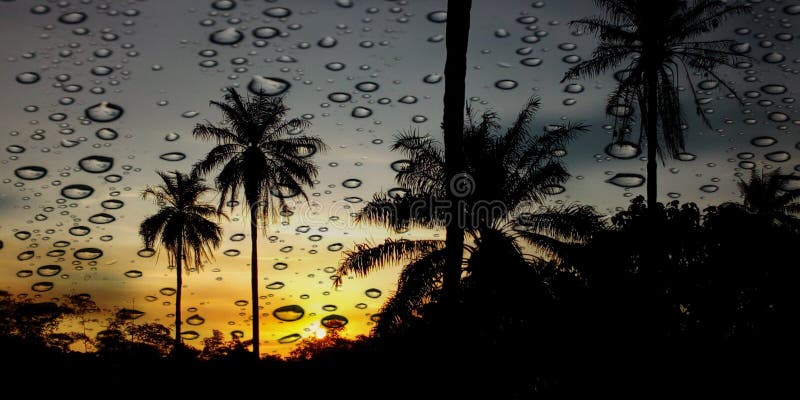 湿照相机掌叶阳光 免版税库存图片