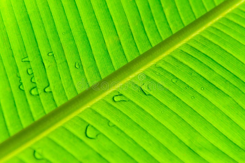 Extreme close up background texture of backlit green banana leaf veins with water drop. Extreme close up background texture of backlit green banana leaf veins with water drop