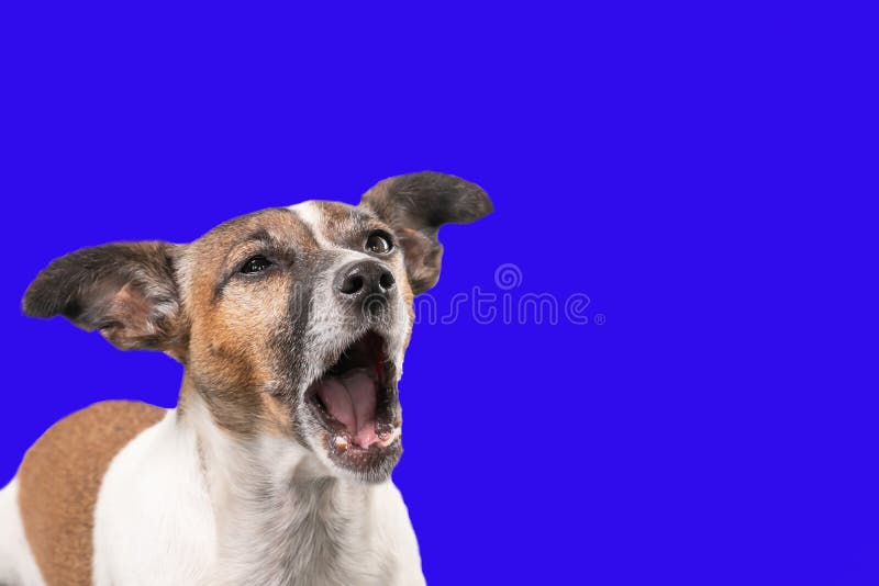 Funny Jack Russell Terrier seems to be screaming with the mouth wide open. Dog head against a blue background, copy-space. Funny Jack Russell Terrier seems to be screaming with the mouth wide open. Dog head against a blue background, copy-space.