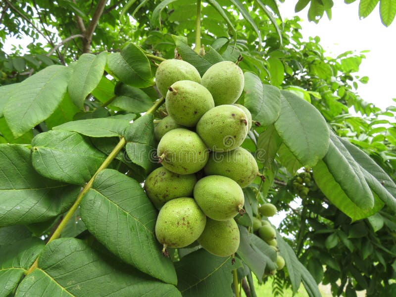 Manchurian walnut juglans mandshurica ripe fruits on the deciduous tree. Manchurian walnut juglans mandshurica ripe fruits on the deciduous tree.