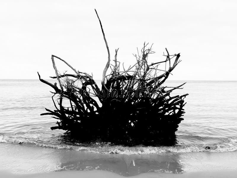 漂流木头根 图库摄影 漂流木头根 图库摄影
