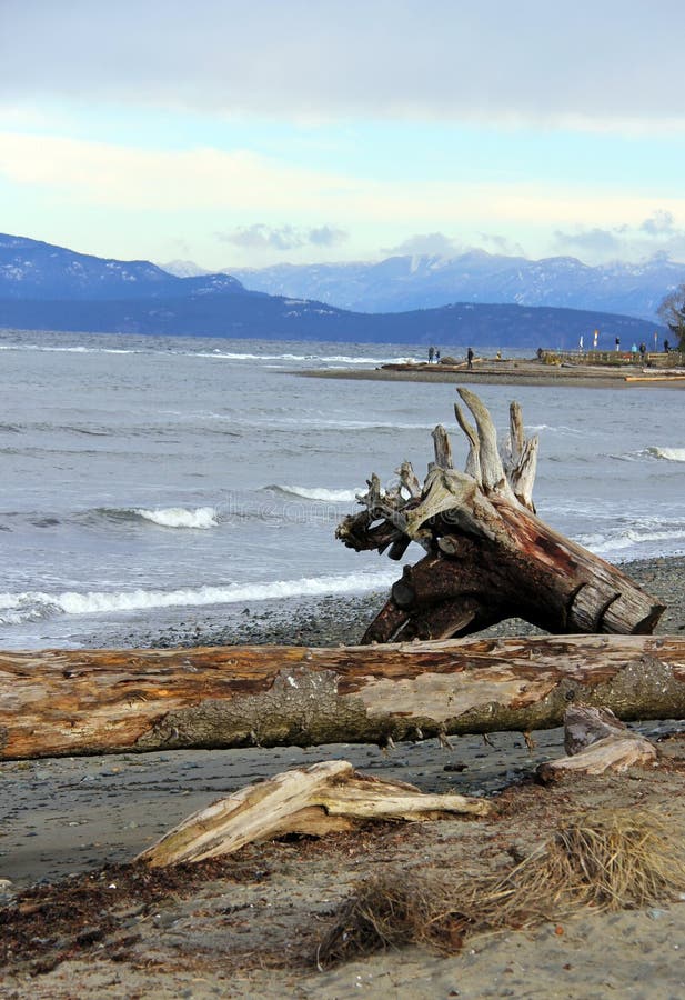 漂流木头根缠结Parksville公共海滩, Parksville, BC 免版税图库摄影 漂流木头根缠结Parksville公共海滩, Parksville, BC 免版税图库摄影