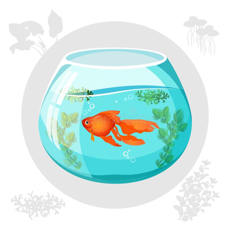 Gold fish floating in aquarium tank decorated by plants. Limbless cold-blooded animal swimming in container full of water with seaweed vector illustration. Gold fish floating in aquarium tank decorated by plants. Limbless cold-blooded animal swimming in container full of water with seaweed vector illustration