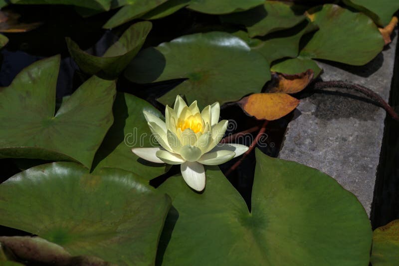 漂浮在池塘中的白水睡莲睡莲 图库摄影