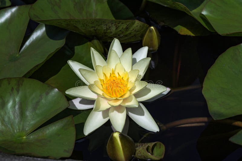漂浮在池塘中的白水睡莲睡莲 免版税库存照片