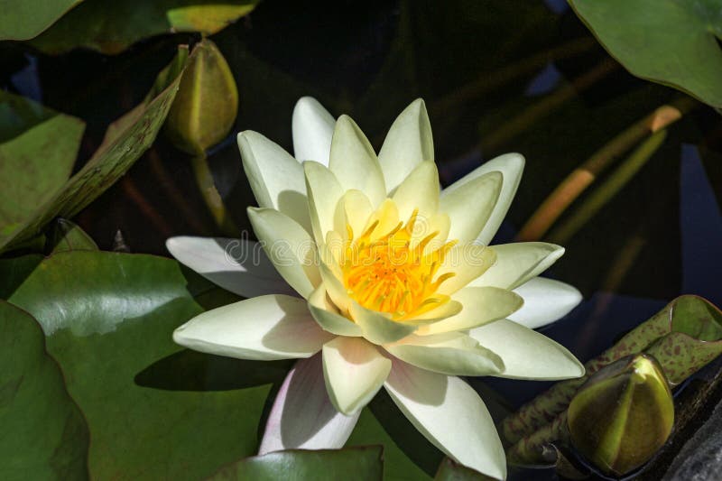 漂浮在池塘中的白水睡莲睡莲 图库摄影