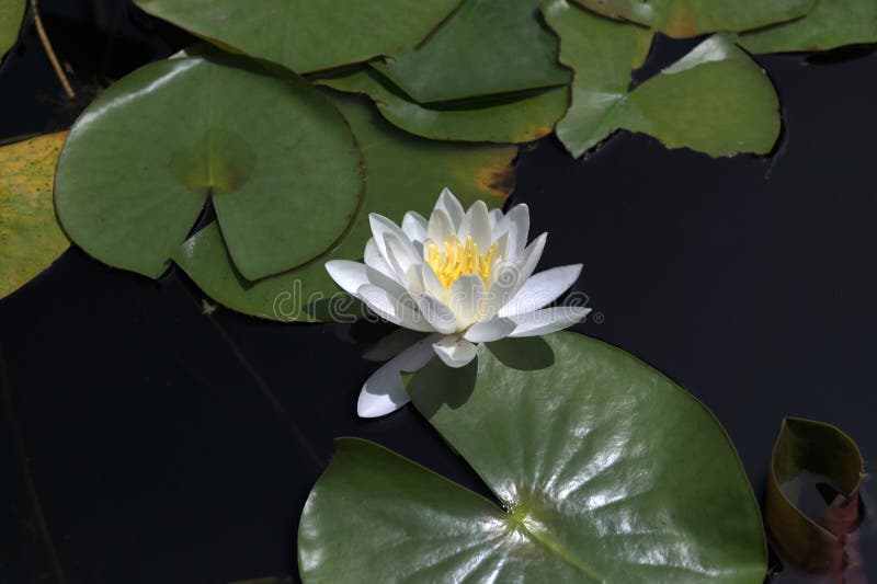 漂浮在池塘中的白水睡莲睡莲 库存图片