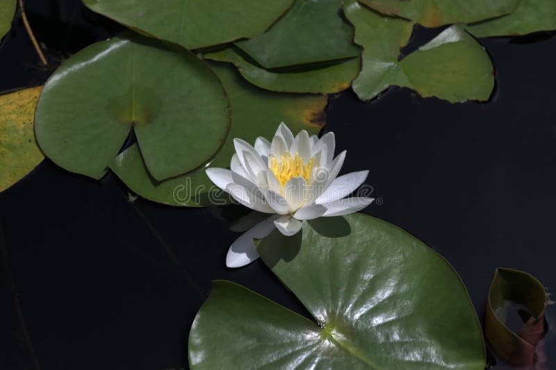 漂浮在池塘中的白水睡莲睡莲 免版税库存图片