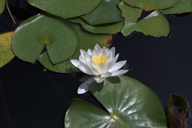 漂浮在池塘中的白水睡莲睡莲 库存图片
